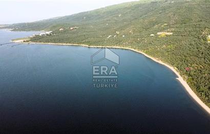 Era Söz'den Edincik'te Denize 200m Bakımlı Düz Zeytinlik