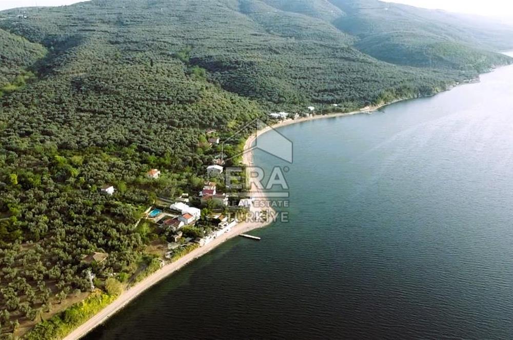 Era Söz'den Edincik'te Denize 200m Bakımlı Düz Zeytinlik