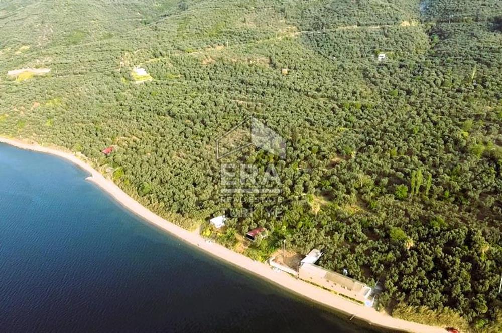 Era Söz'den Edincik'te Denize 200m Bakımlı Düz Zeytinlik