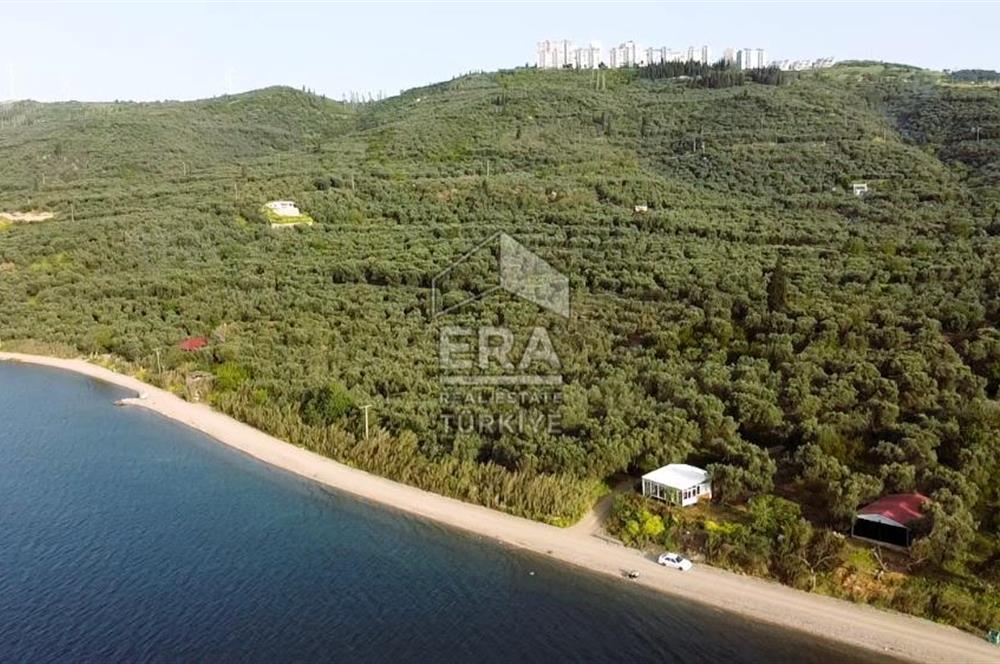 Era Söz'den Edincik'te Denize 200m Bakımlı Düz Zeytinlik