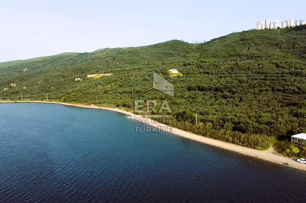 Era Söz'den Edincik'te Denize 200m Bakımlı Düz Zeytinlik