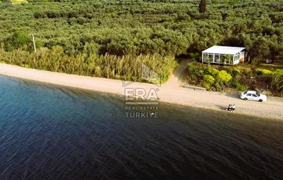 Era Söz'den Edincik'te Denize 200m Bakımlı Düz Zeytinlik