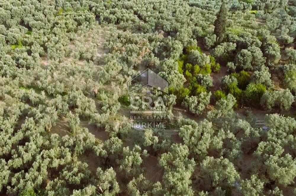Era Söz'den Edincik'te Denize 200m Bakımlı Düz Zeytinlik