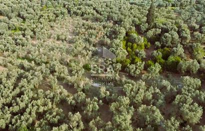 Era Söz'den Edincik'te Denize 200m Bakımlı Düz Zeytinlik