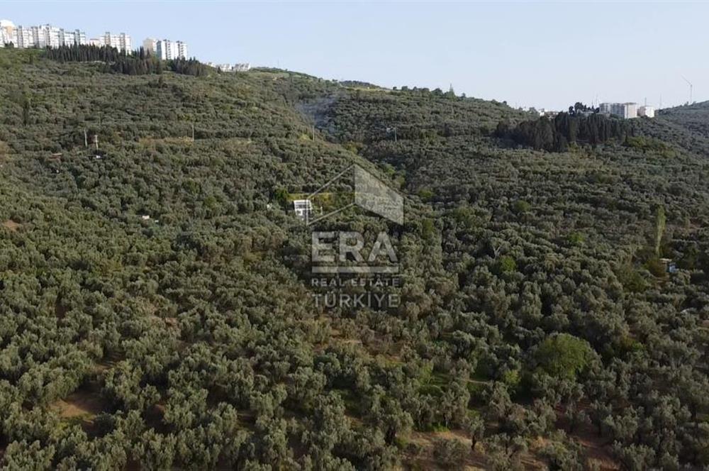 Era Söz'den Edincik'te Denize 200m Bakımlı Düz Zeytinlik