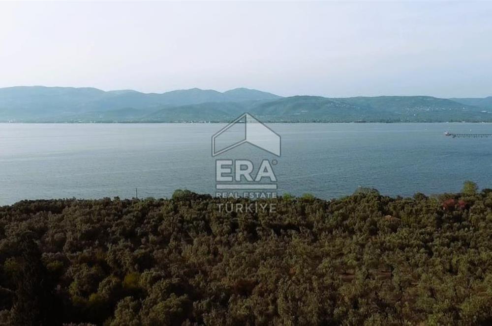 Era Söz'den Edincik'te Denize 200m Bakımlı Düz Zeytinlik