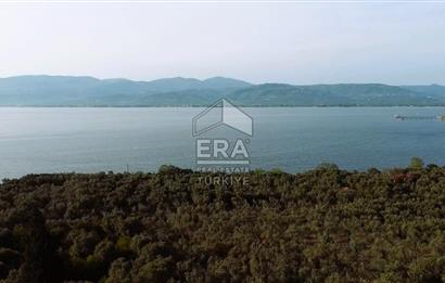 Era Söz'den Edincik'te Denize 200m Bakımlı Düz Zeytinlik