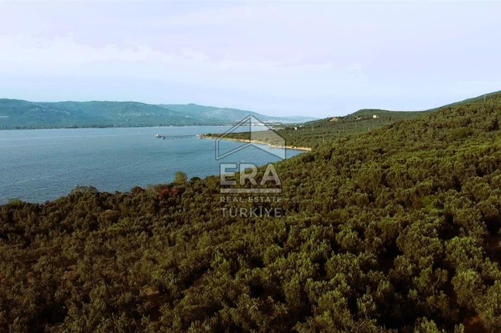 Era Söz'den Edincik'te Denize 200m Bakımlı Düz Zeytinlik