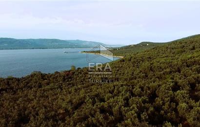 Era Söz'den Edincik'te Denize 200m Bakımlı Düz Zeytinlik