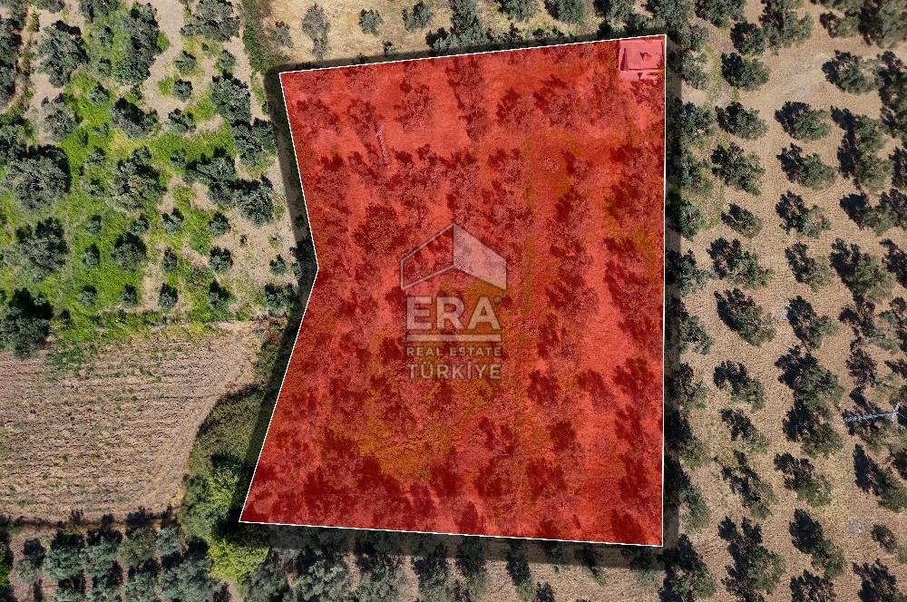 ERA SÖZ GAYRİMENKULDEN BALIKESİR HAVRAN’DA BAĞ EVLİ, ALTYAPILI SATILIK ZEYTİNLİK