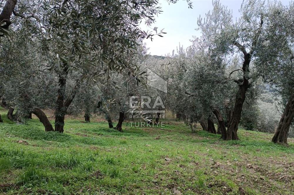 Era Söz'den Edincik'te Deniz Manzaralı Yatırımlık Zeytinlik