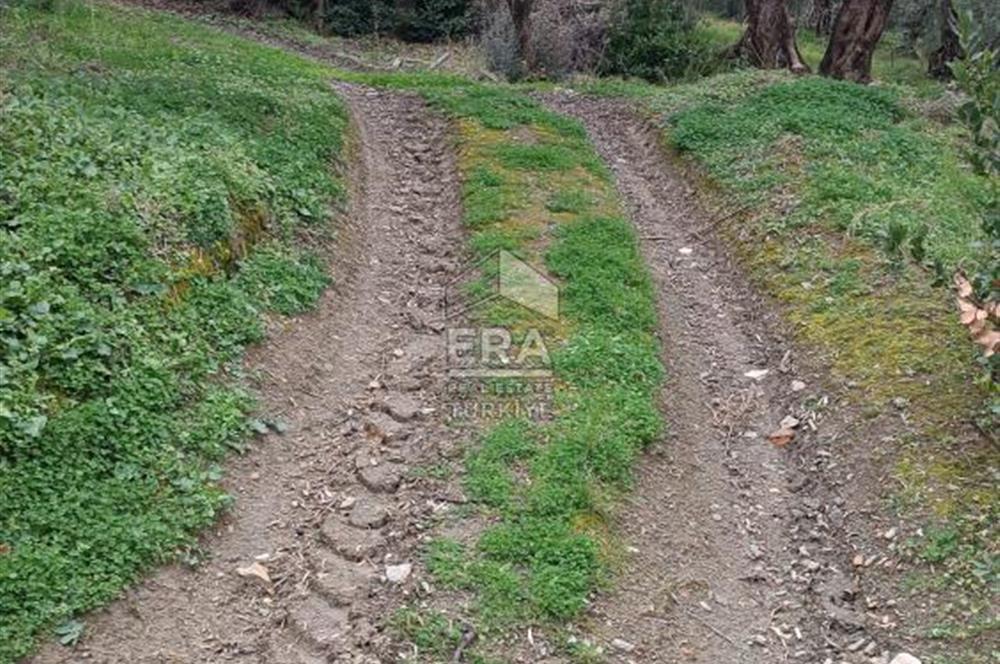 Era Söz'den Edincik'te Deniz Manzaralı Yatırımlık Zeytinlik