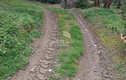 Era Söz'den Edincik'te Deniz Manzaralı Yatırımlık Zeytinlik