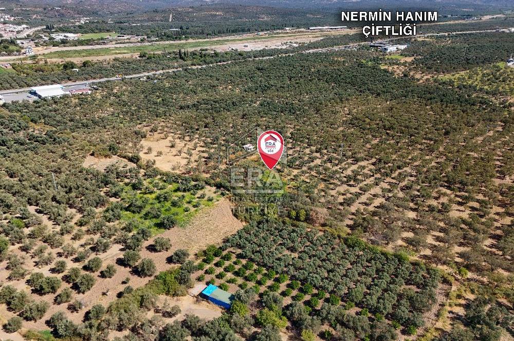 ERA SÖZ GAYRİMENKULDEN BALIKESİR HAVRAN’DA BAĞ EVLİ, ALTYAPILI SATILIK ZEYTİNLİK