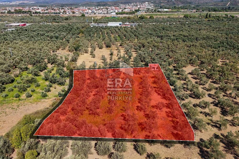 ERA SÖZ GAYRİMENKULDEN BALIKESİR HAVRAN’DA BAĞ EVLİ, ALTYAPILI SATILIK ZEYTİNLİK