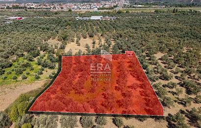 ERA SÖZ GAYRİMENKULDEN BALIKESİR HAVRAN’DA BAĞ EVLİ, ALTYAPILI SATILIK ZEYTİNLİK