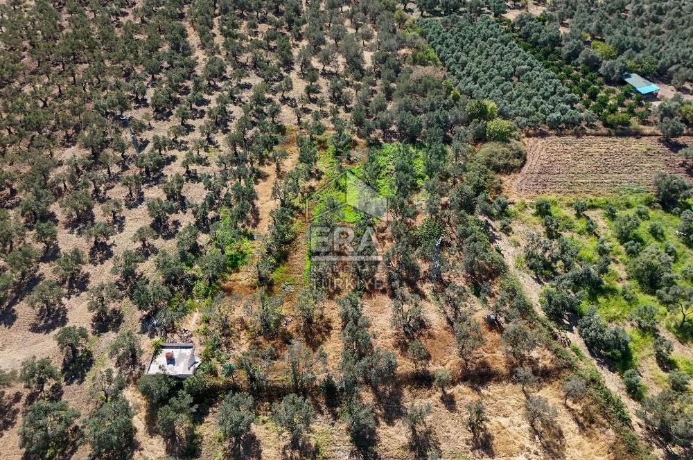 ERA SÖZ GAYRİMENKULDEN BALIKESİR HAVRAN’DA BAĞ EVLİ, ALTYAPILI SATILIK ZEYTİNLİK