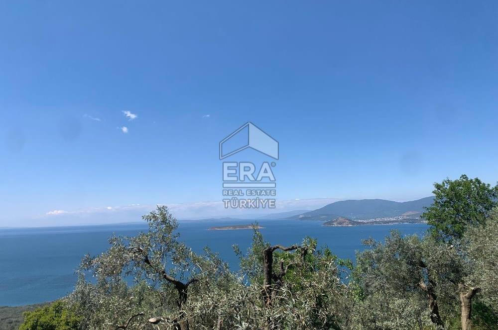 Era Söz'den Edincik'te Deniz Manzaralı Yatırımlık Zeytinlik