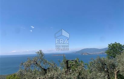 Era Söz'den Edincik'te Deniz Manzaralı Yatırımlık Zeytinlik