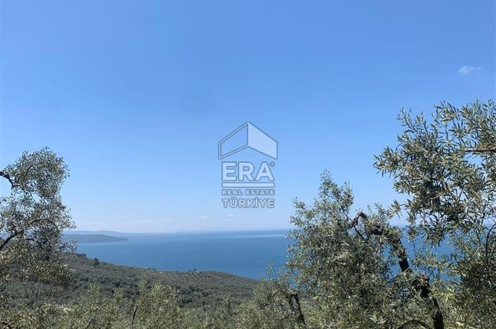 Era Söz'den Edincik'te Deniz Manzaralı Yatırımlık Zeytinlik