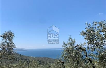 Era Söz'den Edincik'te Deniz Manzaralı Yatırımlık Zeytinlik