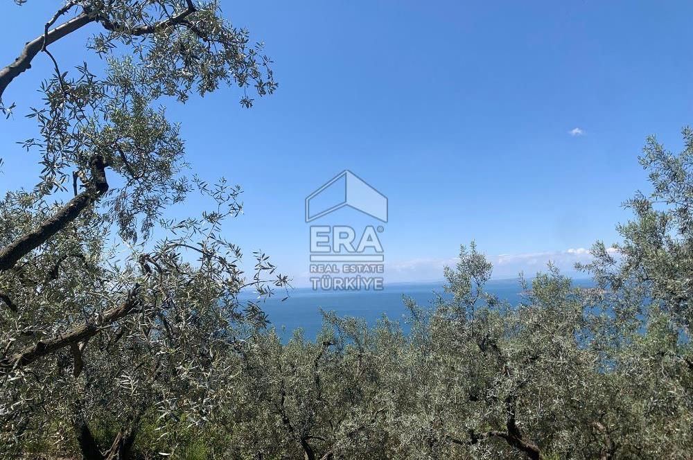 Era Söz'den Edincik'te Deniz Manzaralı Yatırımlık Zeytinlik