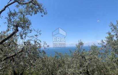 Era Söz'den Edincik'te Deniz Manzaralı Yatırımlık Zeytinlik