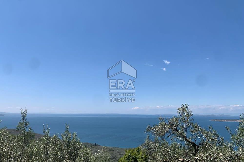 Era Söz'den Edincik'te Deniz Manzaralı Yatırımlık Zeytinlik