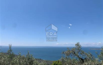 Era Söz'den Edincik'te Deniz Manzaralı Yatırımlık Zeytinlik