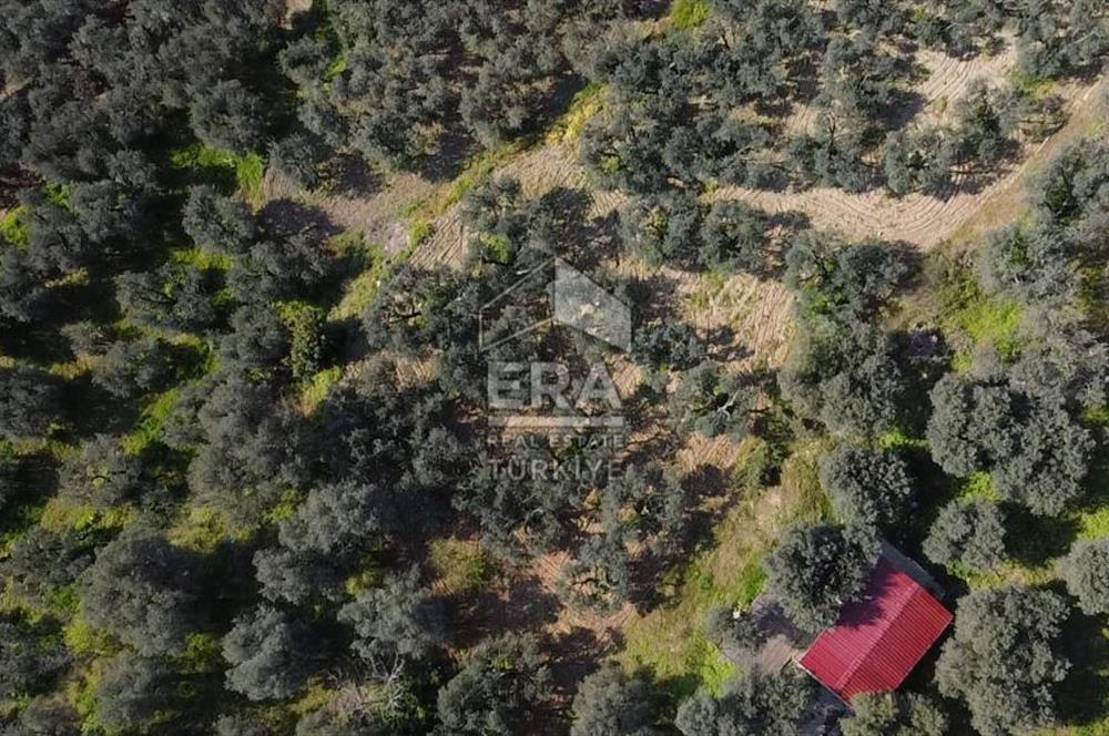 Era Söz'den Edincik'te Deniz Manzaralı Yatırımlık Zeytinlik