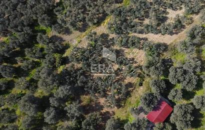 Era Söz'den Edincik'te Deniz Manzaralı Yatırımlık Zeytinlik
