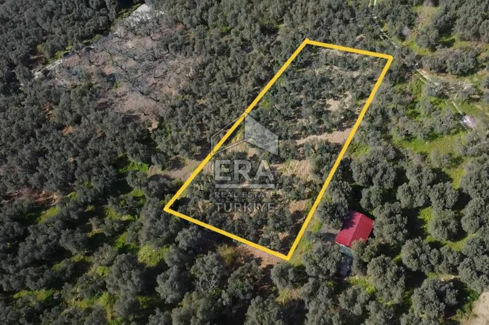 Era Söz'den Edincik'te Deniz Manzaralı Yatırımlık Zeytinlik