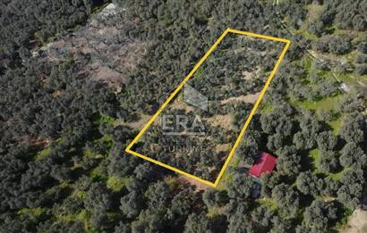 Era Söz'den Edincik'te Deniz Manzaralı Yatırımlık Zeytinlik