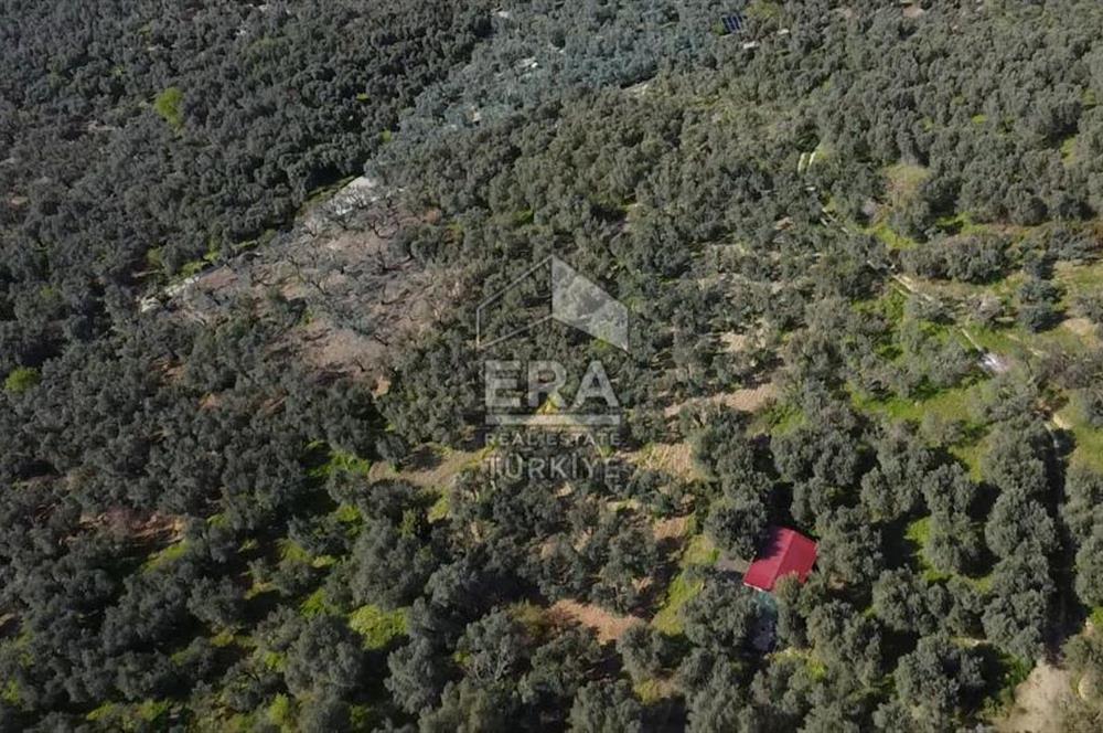 Era Söz'den Edincik'te Deniz Manzaralı Yatırımlık Zeytinlik