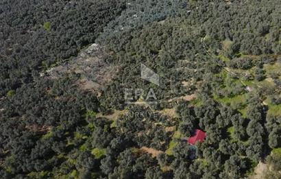 Era Söz'den Edincik'te Deniz Manzaralı Yatırımlık Zeytinlik
