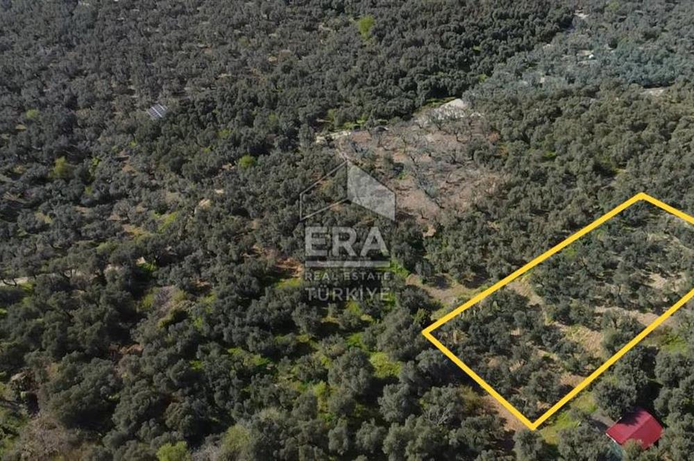 Era Söz'den Edincik'te Deniz Manzaralı Yatırımlık Zeytinlik