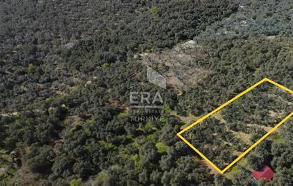 Era Söz'den Edincik'te Deniz Manzaralı Yatırımlık Zeytinlik