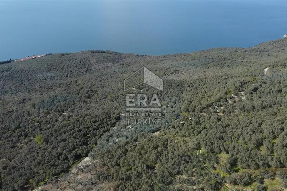 Era Söz'den Edincik'te Deniz Manzaralı Yatırımlık Zeytinlik