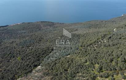 Era Söz'den Edincik'te Deniz Manzaralı Yatırımlık Zeytinlik