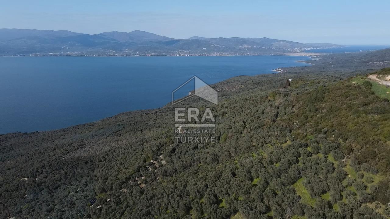 Era Söz'den Edincik'te Deniz Manzaralı Yatırımlık Zeytinlik