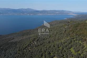 Era Söz'den Edincik'te Deniz Manzaralı Yatırımlık Zeytinlik - 3 - 15382