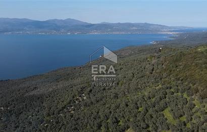 Era Söz'den Edincik'te Deniz Manzaralı Yatırımlık Zeytinlik