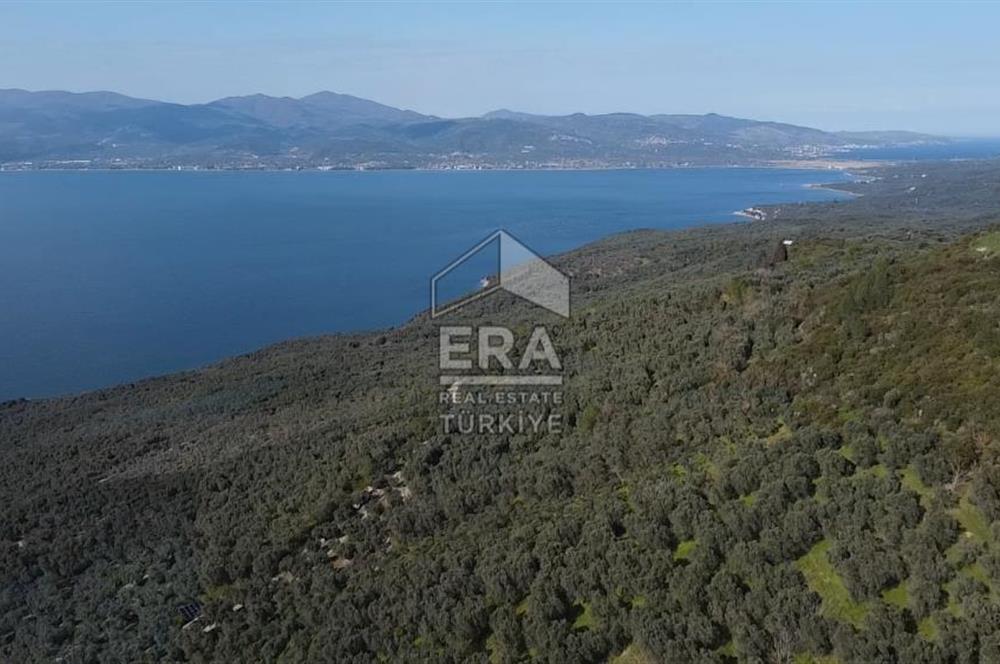 Era Söz'den Edincik'te Deniz Manzaralı Yatırımlık Zeytinlik