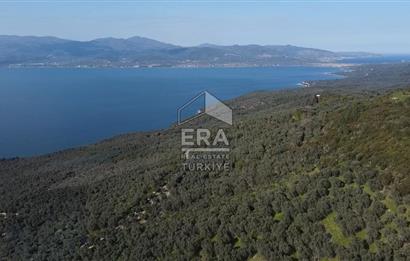 Era Söz'den Edincik'te Deniz Manzaralı Yatırımlık Zeytinlik