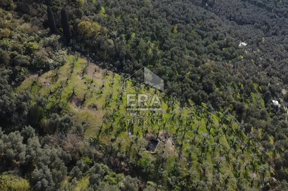 Era Söz'den Edincik'te Deniz Manzaralı Yatırımlık Zeytinlik