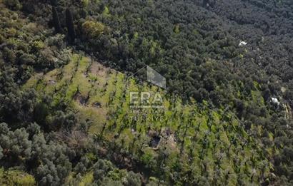 Era Söz'den Edincik'te Deniz Manzaralı Yatırımlık Zeytinlik