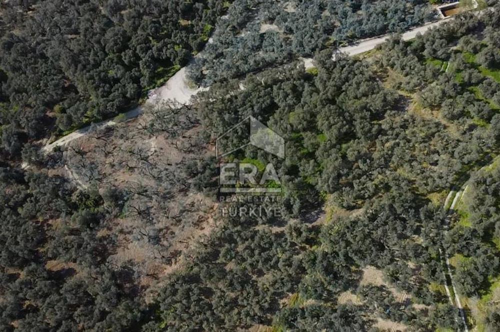 Era Söz'den Edincik'te Deniz Manzaralı Yatırımlık Zeytinlik