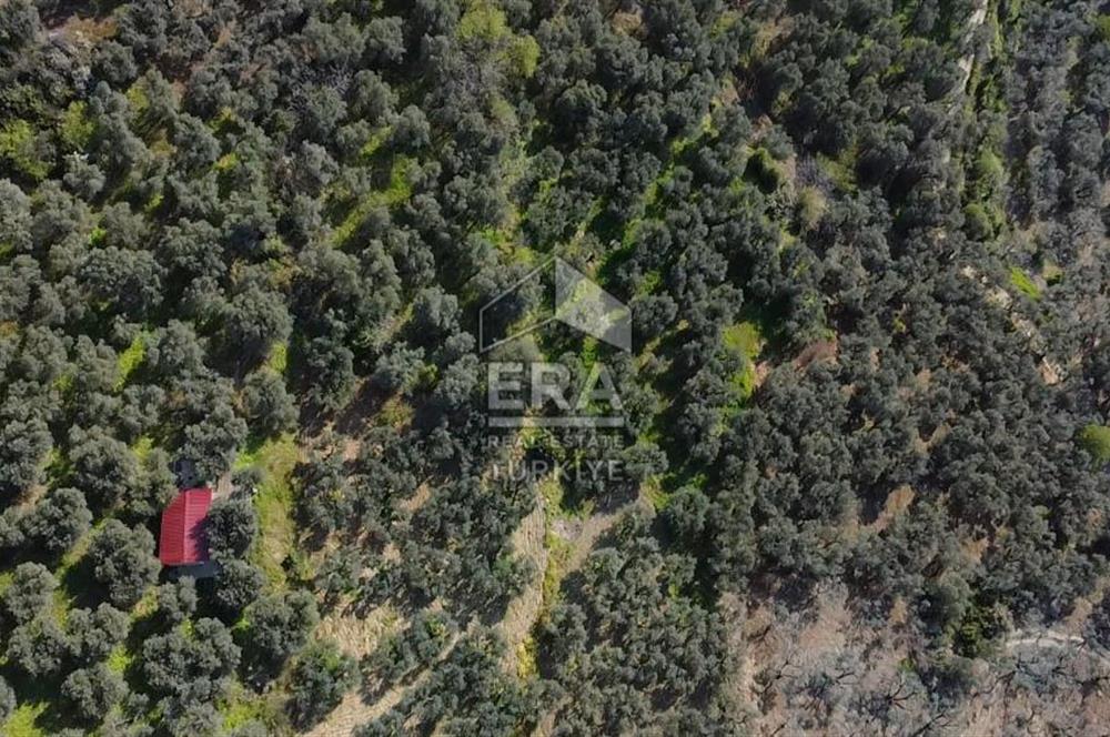 Era Söz'den Edincik'te Deniz Manzaralı Yatırımlık Zeytinlik
