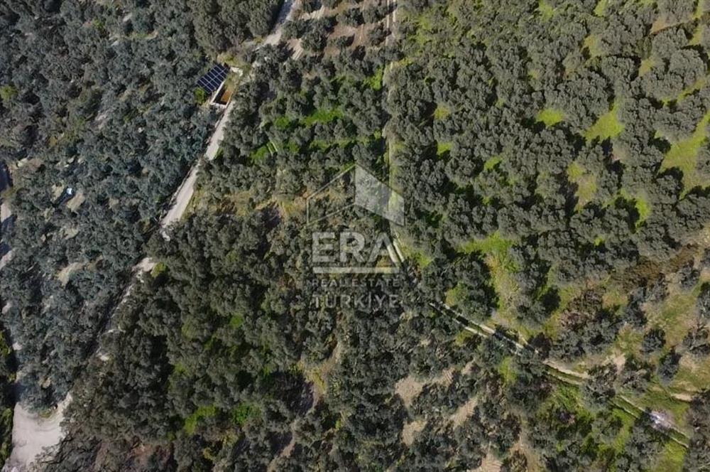 Era Söz'den Edincik'te Deniz Manzaralı Yatırımlık Zeytinlik