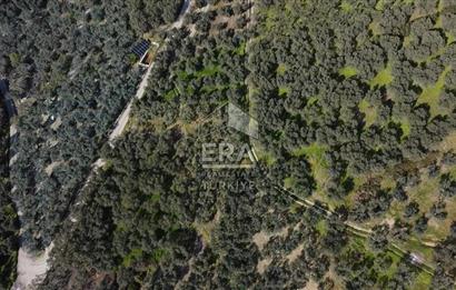 Era Söz'den Edincik'te Deniz Manzaralı Yatırımlık Zeytinlik